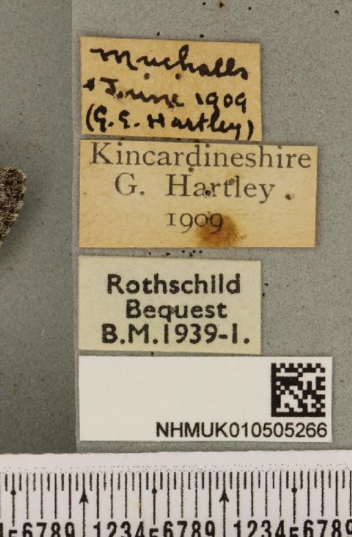 Acronicta cinerea ab. fasciata Hannemann, 1916 - NHMUK_010505266_label_562963
