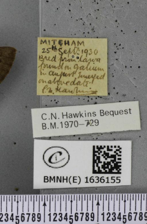 Macroglossum stellatarum (Linnaeus, 1758) - BMNHE_1636155_label_205919