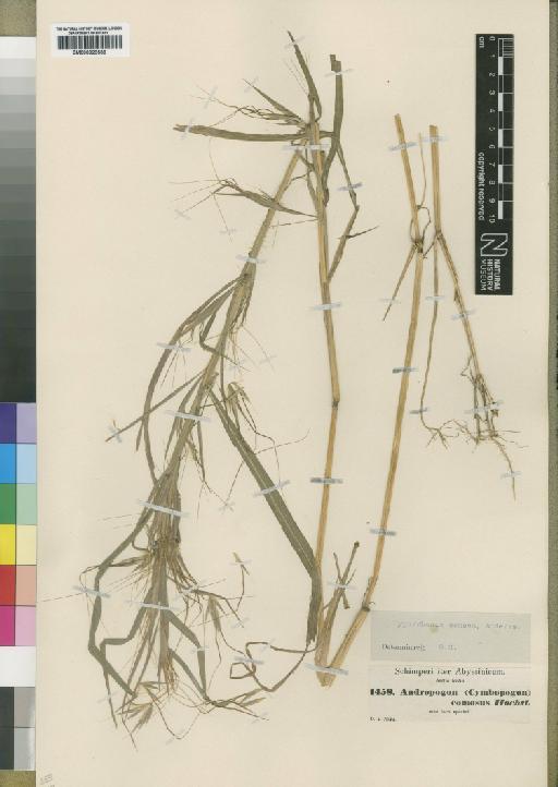 Hyparrhenia coleotricha (Steud.) Clayton - BM000923538