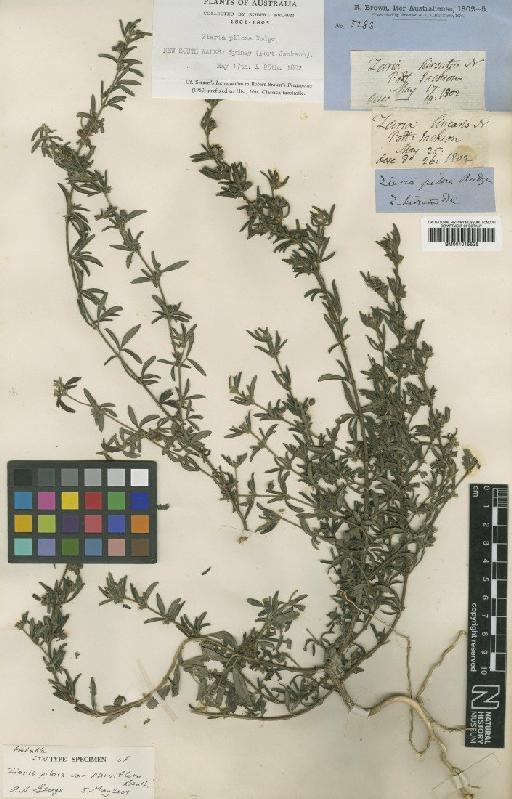 Zieria pilosa var. parviflora Benth. - BM001015525