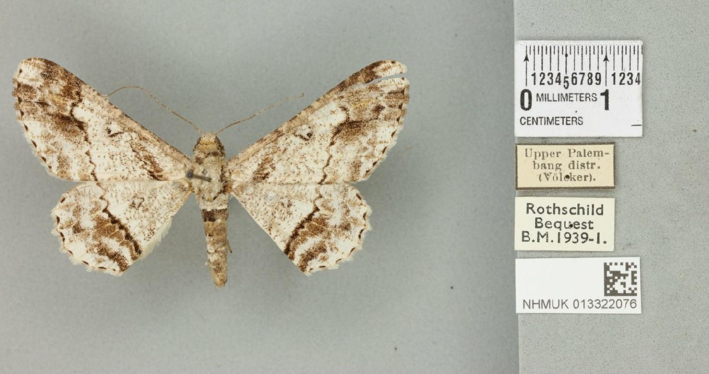 Cleora determinata
