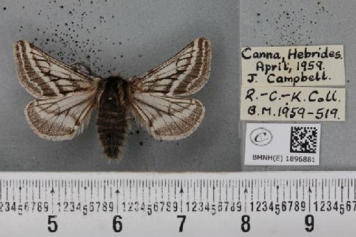 Lycia zonaria britannica (Harrison, 1912) - BMNHE_1896881_459815