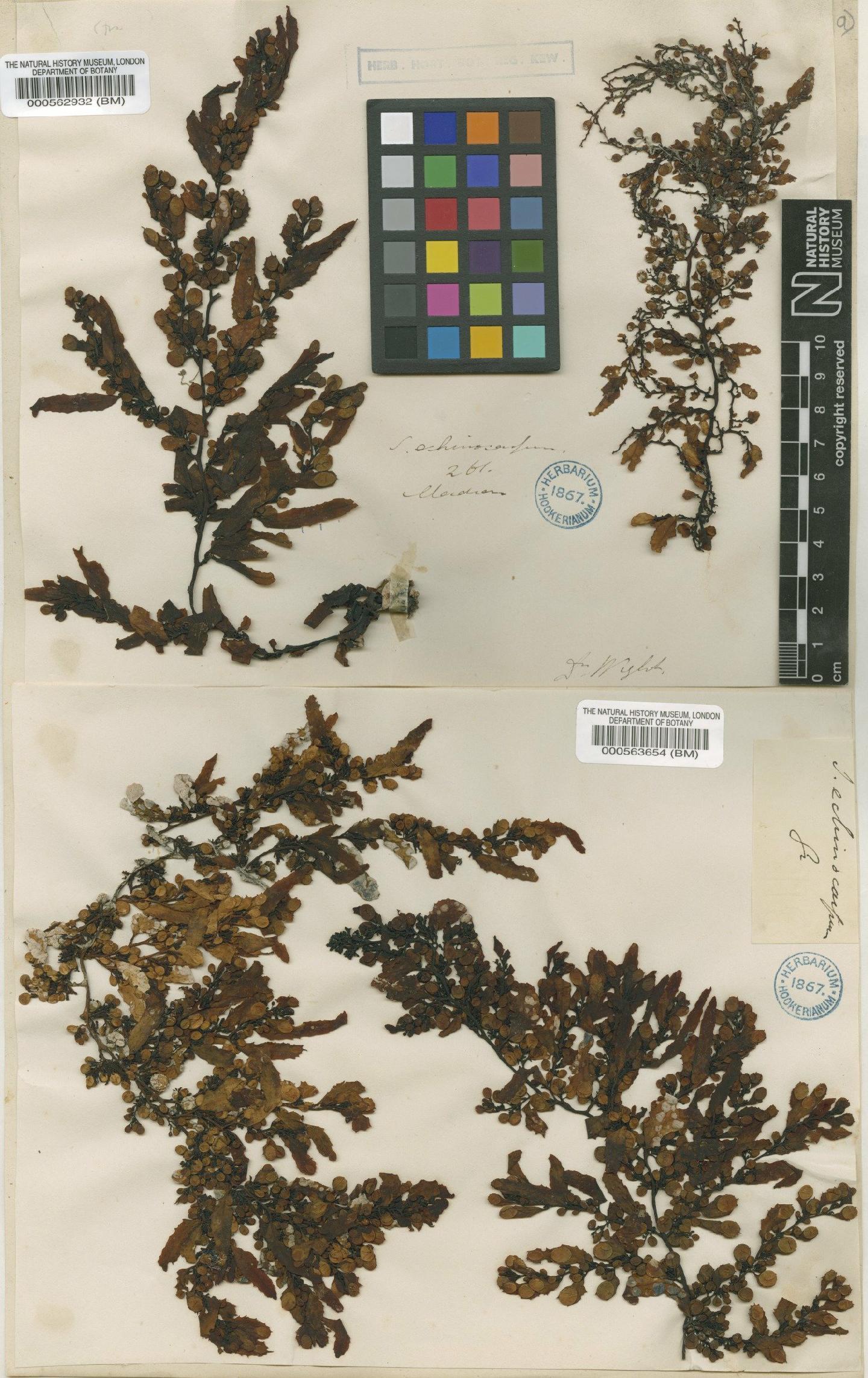 To NHMUK collection (Sargassum odontocarpum Sonder; Isotype; NHMUK:ecatalogue:4722449)