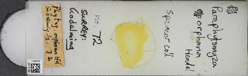 Aulagromyza orphana (Hendel, 1920) - BMNHE_1504289_59396