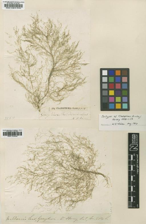 Cladophora feredayi Harvey - BM000515805