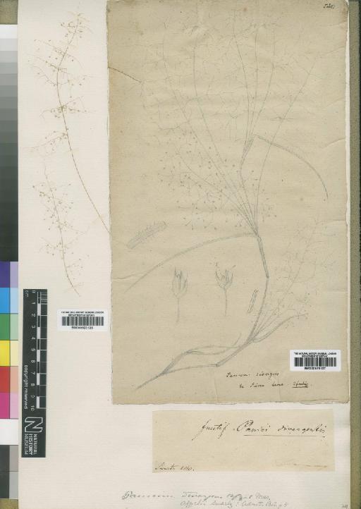 Panicum afzelii Sw. - BM000923126