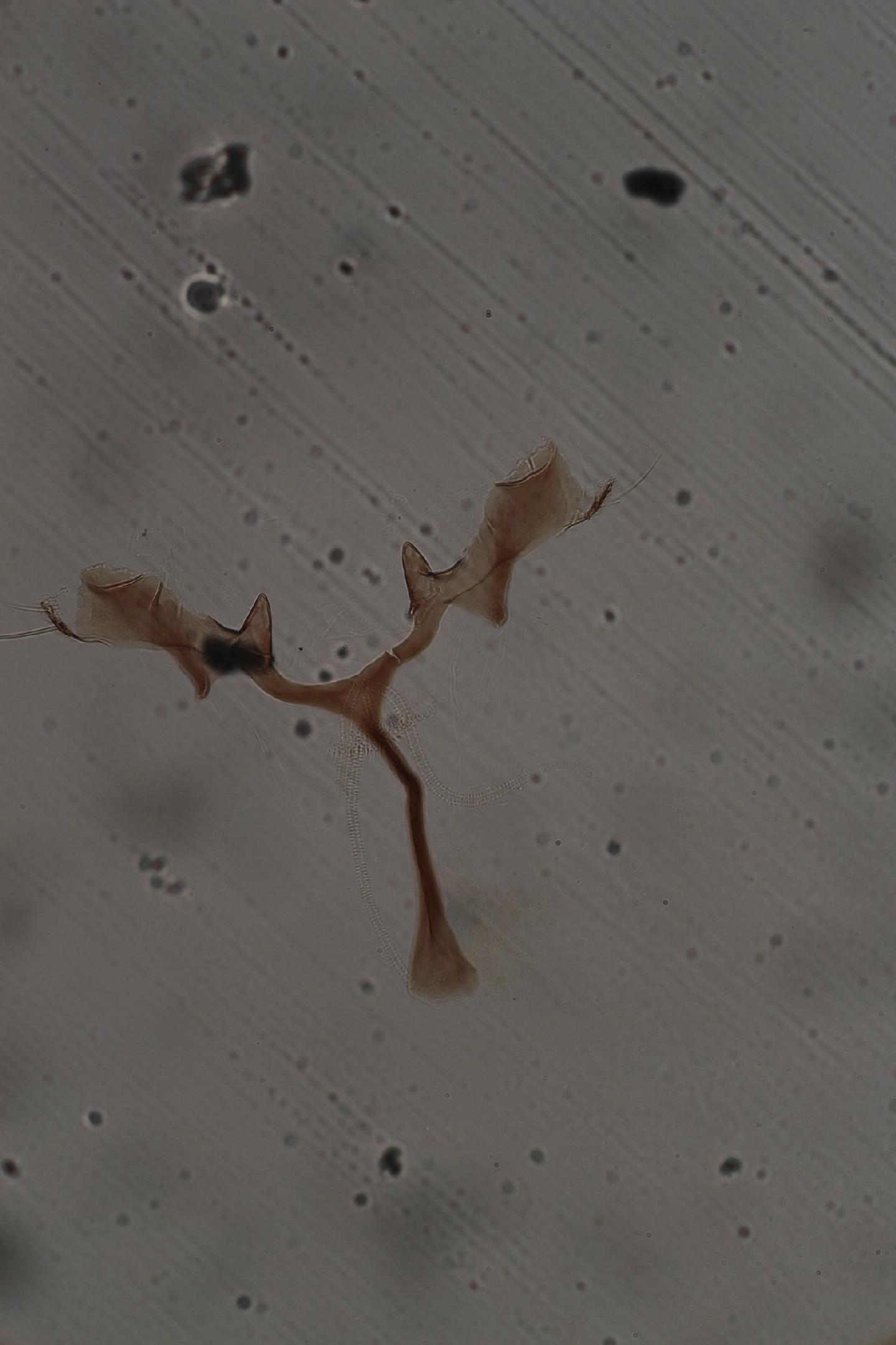 Simulium paynei