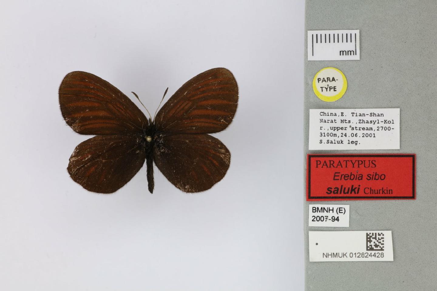 Erebia sibo thumbnail