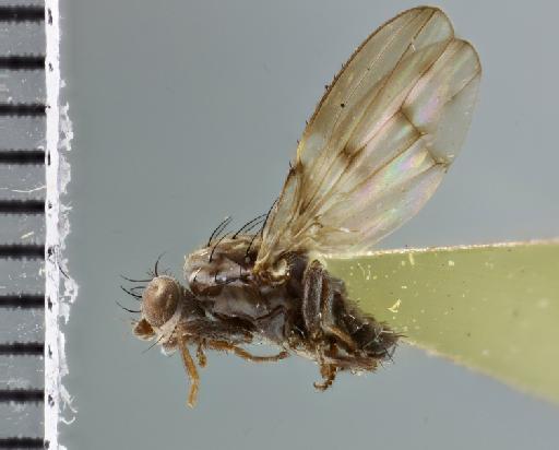 Anastomyza lateralis Malloch, 1933 - 012803899 Anastomyza lateralis holotype male habitus left lateral