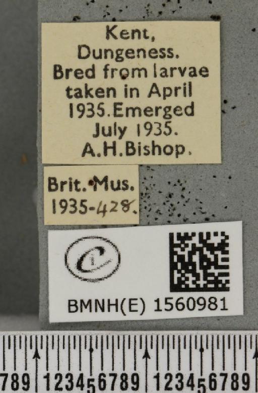 Euproctis chrysorrhoea (Linnaeus, 1758) - BMNHE_1560981_label_253637