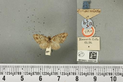 Eupithecia exiguata (Hübner, 1813) - BMNHE_1810739_392599