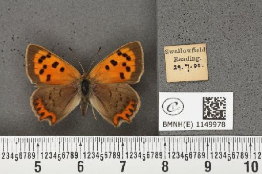 Lycaena phlaeas eleus (Fabricius, 1798) - BMNHE_1149978_109779