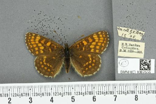 Melitaea athalia (Rottemburg, 1775) - BMNHE_1087556_57989