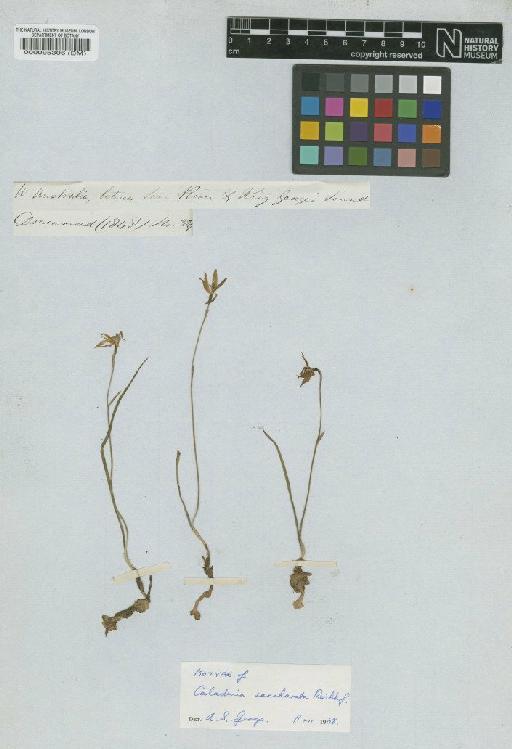 Caladenia saccharata Rchb.f. - BM000095306