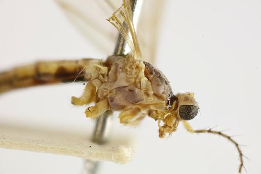 Tipula (Schummelia) butzi Edwards, 1928 - 010397527-T.butzi_m_thorax_lat_jk