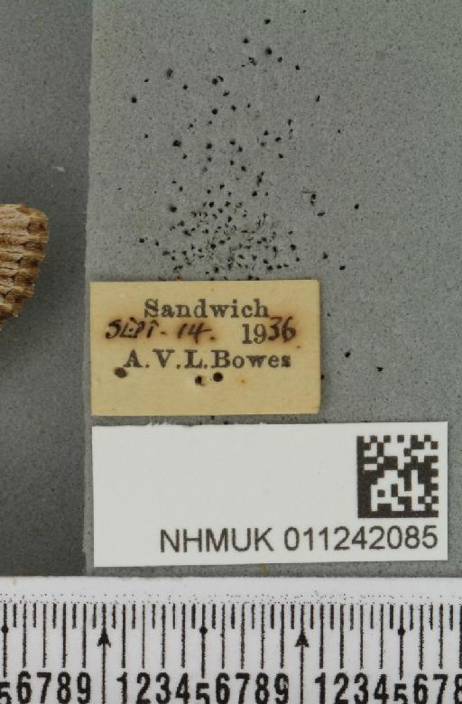 Aporophyla australis pascuea (Humphreys & Westwood, 1843) - NHMUK_011242085_label_643201
