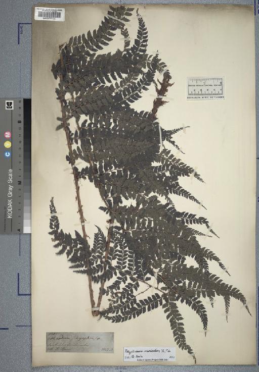 Aspidium polystichum - Spruce - BM000777133