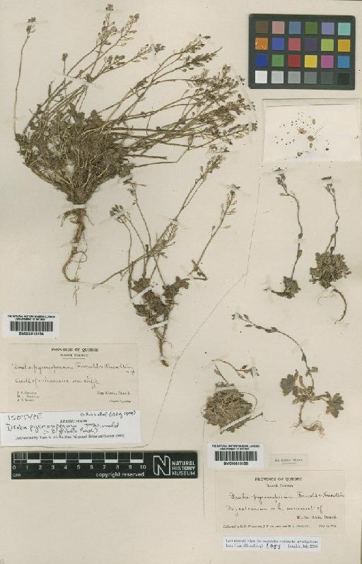 Draba glabella Pursh - BM000815155