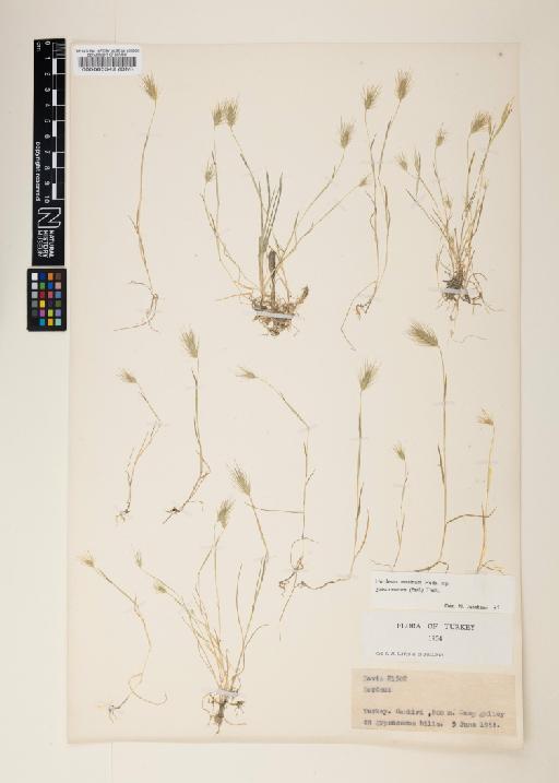 Hordeum marinum subsp. gussoneanum Degen ex Asch. & Graebn. - 000060542
