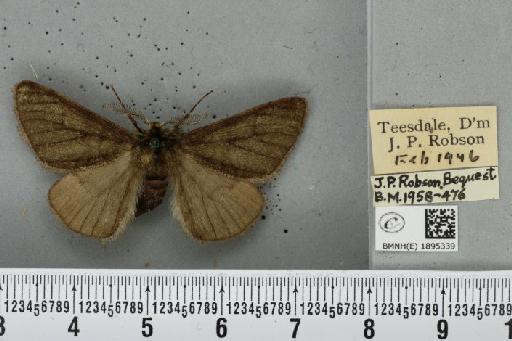 Phigalia pilosaria ab. monacharia Staudinger, 1901 - BMNHE_1895339_456330