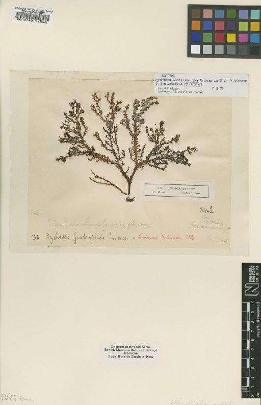 Meristiella gelidium (J.Agardh) D.P.Cheney & P.W.Gabrielson - BM000044015