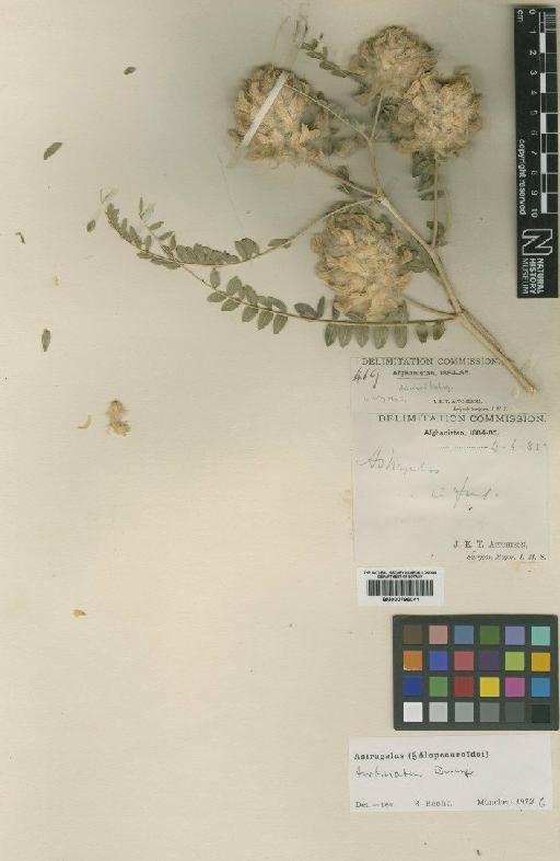 Astragalus turbinatus Bunge - BM000796041