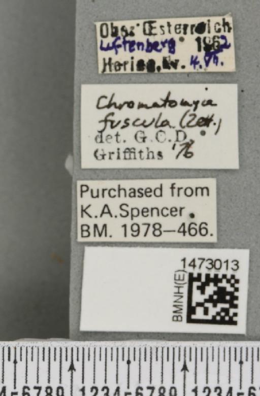 Chromatomyia fuscula (Zetterstedt, 1838) - BMNHE_1473013_label_48285