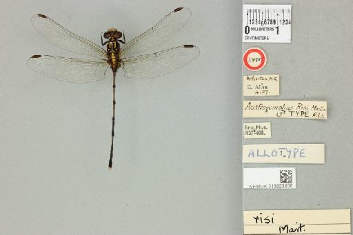 Austrogomphus risi Martin, 1901 - 013323956_dorsal