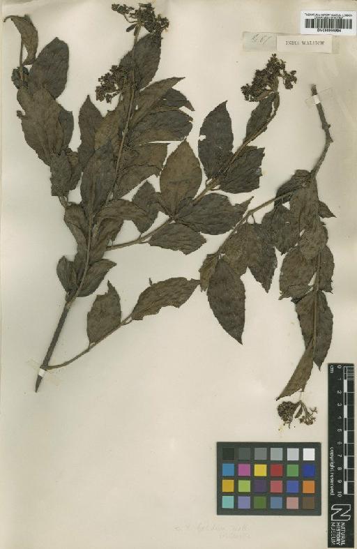 Viburnum foetidum var. premnaceum C.B.Clarke - BM000944984