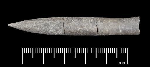 Simpsonibelus expansus (Simpson) - PI CC 1344 - belemnite