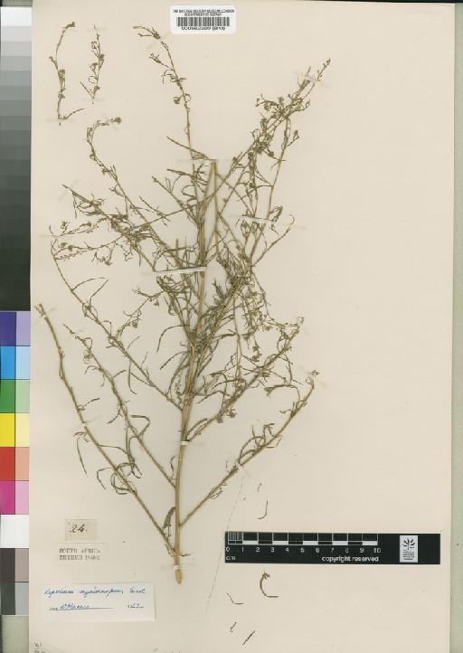 Lepidium myriocarpum Sonder - BM000582550