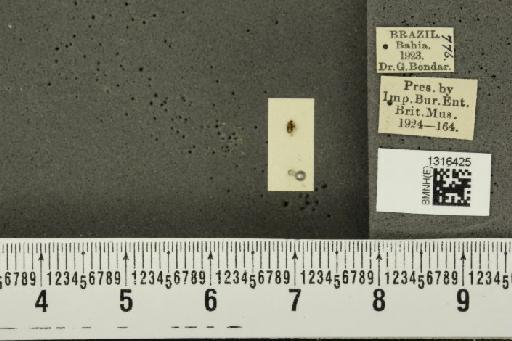 Epitrix fasciata Blatchley, 1918 - BMNHE_1316425_26057
