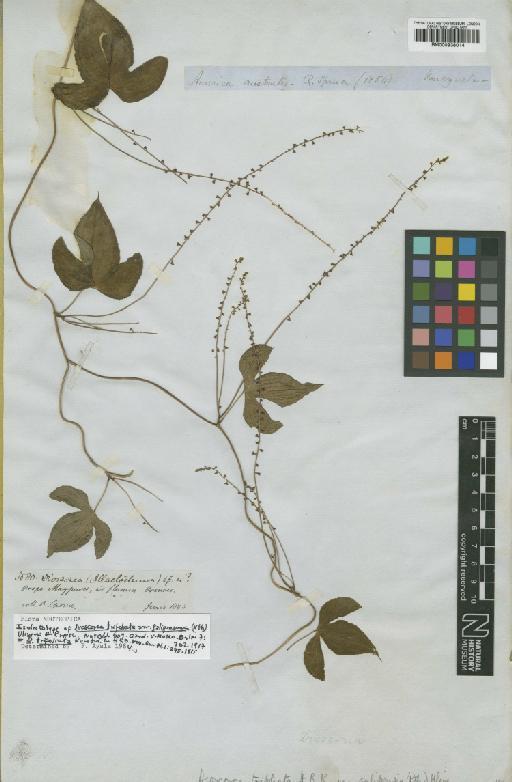 Dioscorea trifoliata Kunth - BM000938014