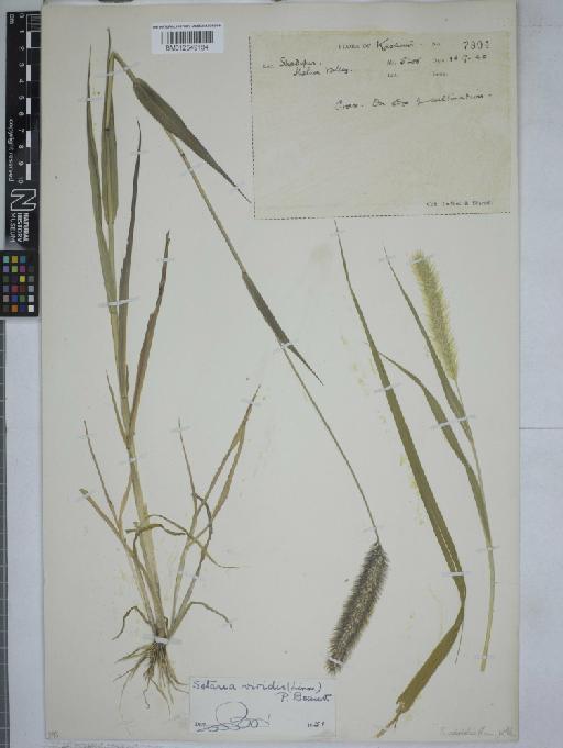 Setaria viridis (L.) P.Beauv. - 012549184