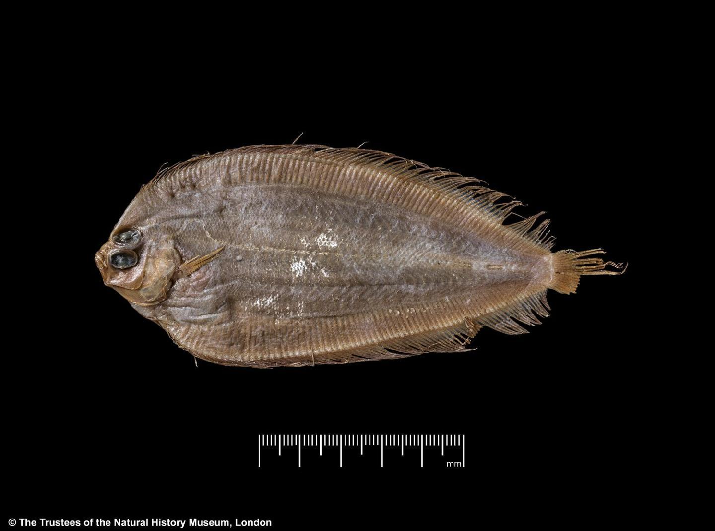 To NHMUK collection (Laeops natalensis Norman, 1931; HOLOTYPE; NHMUK:ecatalogue:2504267)