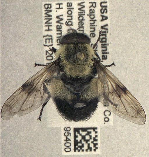 Volucella bombylans (Linnaeus, 1758) - Diptera 010095400