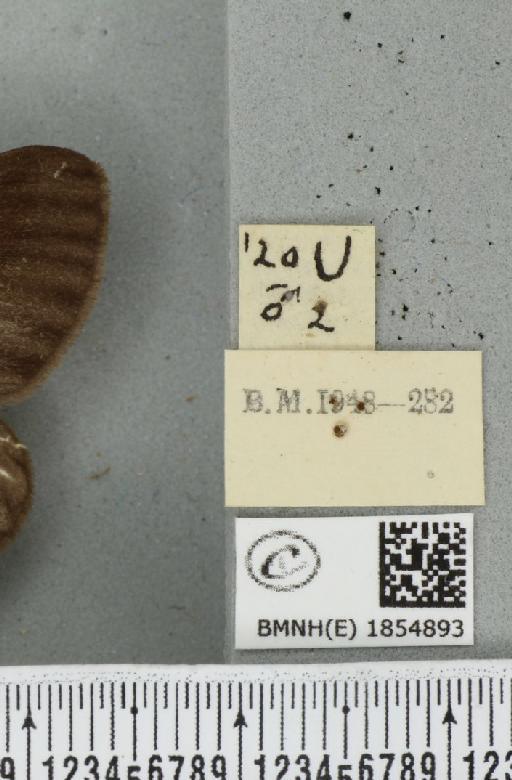 Abraxas grossulariata (Linnaeus, 1758) - BMNHE_1854893_label_415395