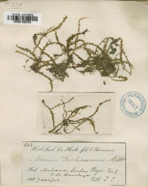 Plagiomnium acutum (Lindb.) T.J.Kop. - BM001086795