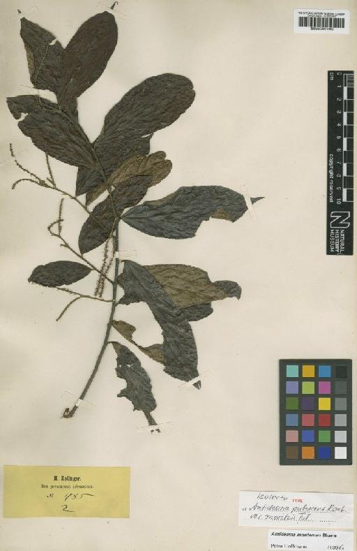 Antidesma montanum Blume - BM000951362