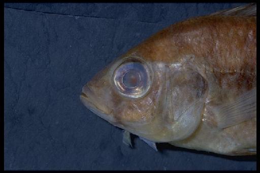 Haplochromis lividus Greenwood, 1956 - Haplochromis lividus; 1956.7.9.66-74