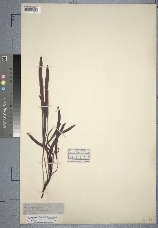 Acrostichum L. - Spruce - BM000777099