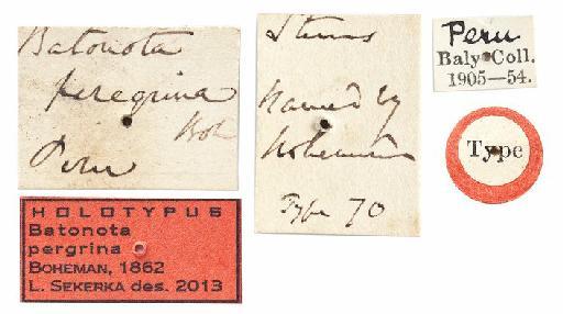 Dorynota (Akantaka) peregrina (Boheman, 1862) - Batonota peregrina labels