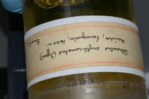 Atractus erythromelas Boulenger, 1903 - Image of specimen 1946.1.7.12-19