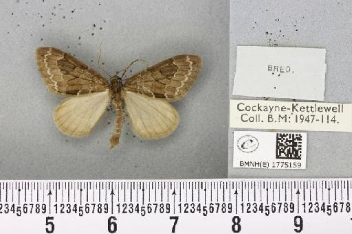 Thera obeliscata obeliscata (Hübner, 1787) - BMNHE_1775159_a_338660