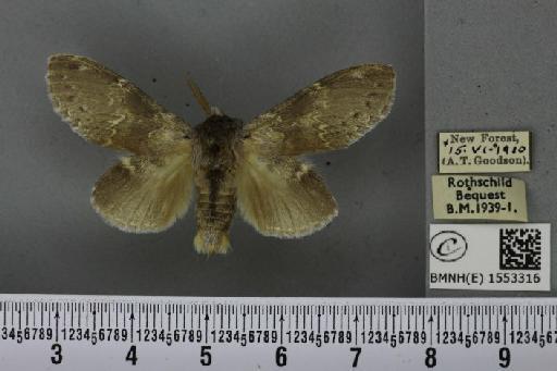 Stauropus fagi fagi (Linnaeus, 1758) - BMNHE_1553316_242862
