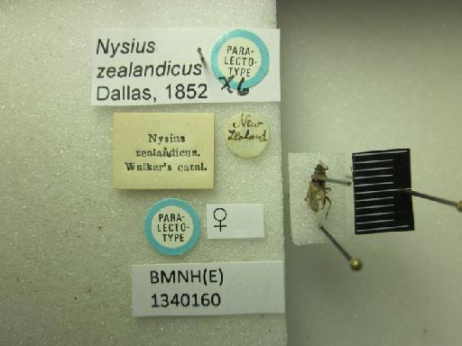 Nysius zealandicus Dallas, 1852 - Nysius zealandicus-BMNH(E)1340160-Paralectotype female dorsal & labels 1