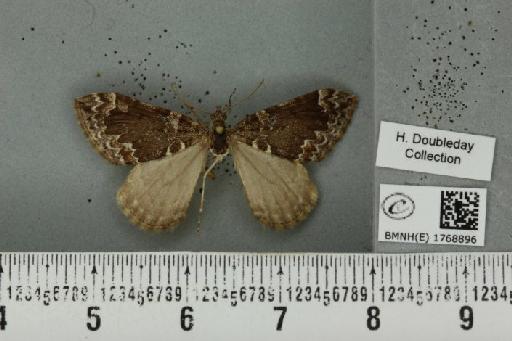 Dysstroma truncata truncata (Hufnagel, 1767) - BMNHE_1768896_349589