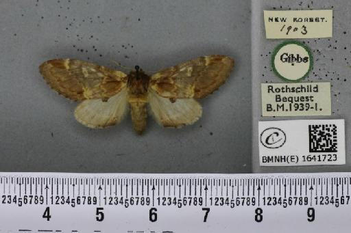 Notodonta dromedarius ab. dromedarulus Haworth, 1803 - BMNHE_1641723_244176