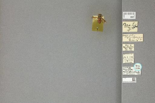 Anypodetus maculipennis Ricardo, 1925 - 013445833_labels_dorsal
