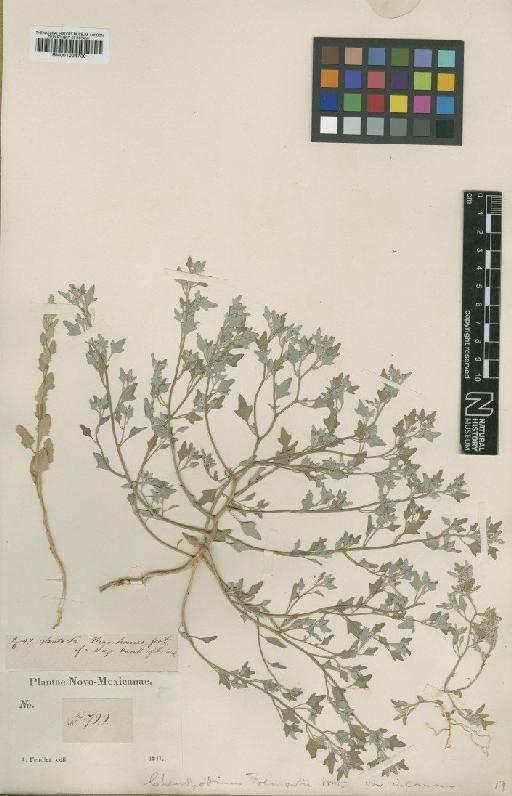 Chenopodium incanum (S.Watson) A.Heller - BM001024730